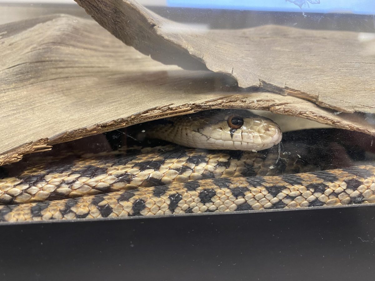 Murphy the snake peeks out from his hiding place in his terrarium in the science department office. 
