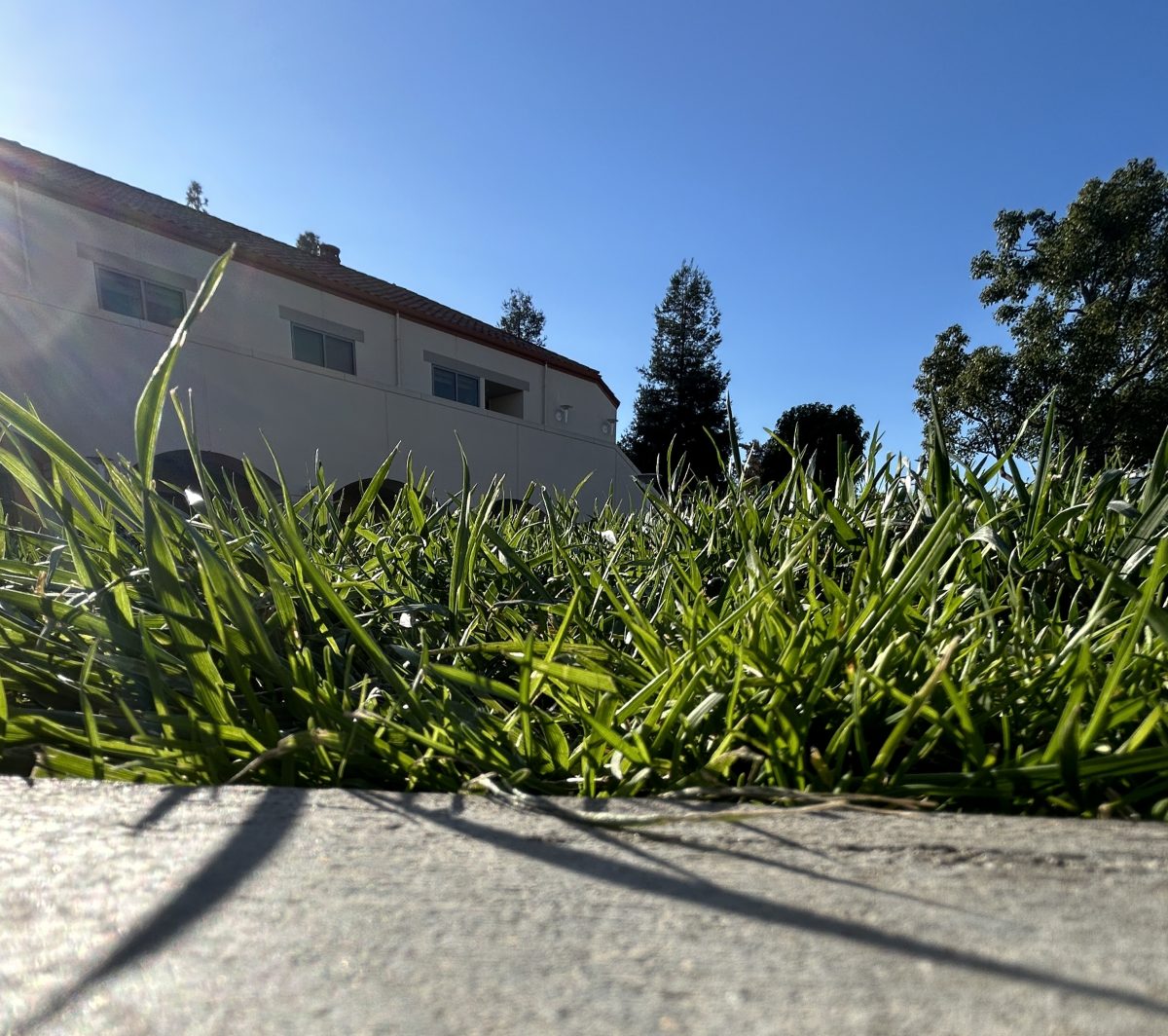 The End of Lawns in Los Angeles